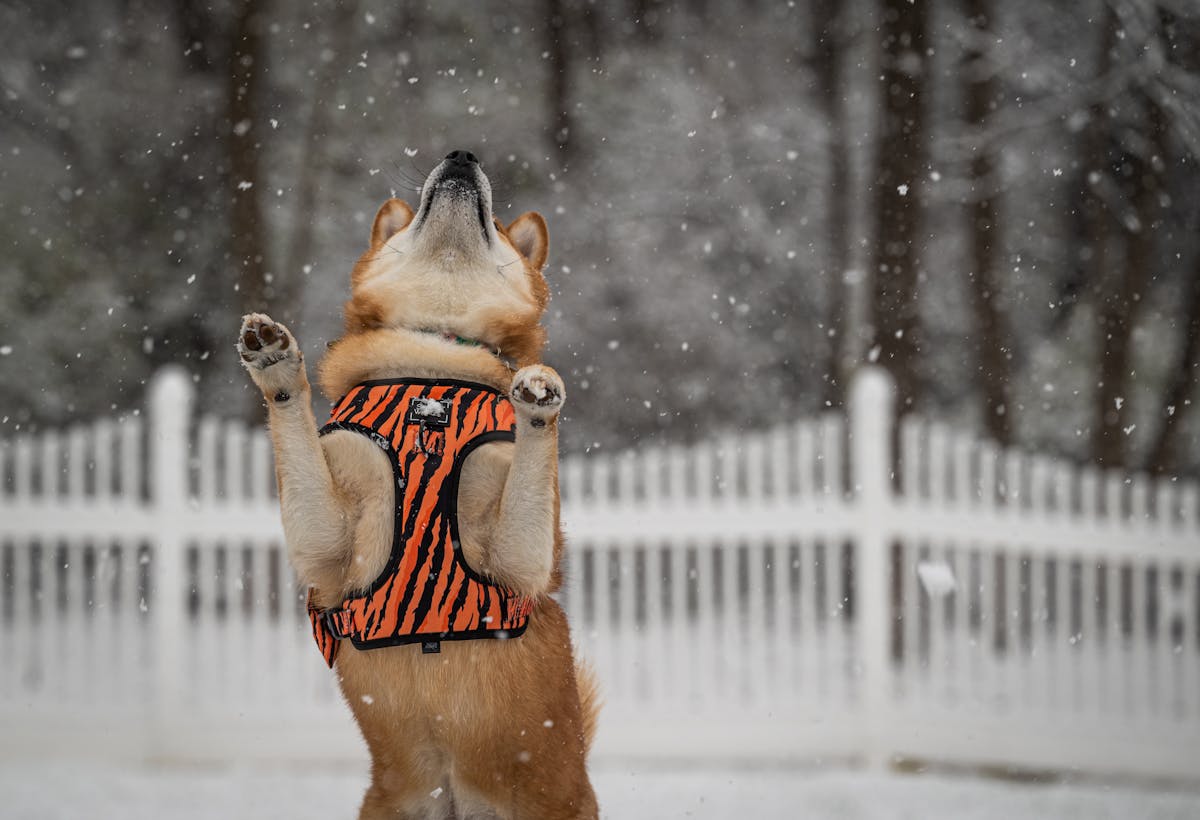 Shiba Inu wearing a well-fitted orange winter coat while standing in the snow