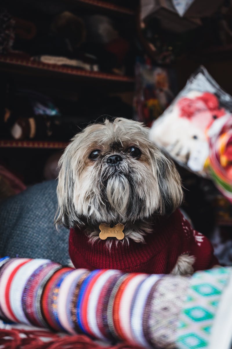 Shih Tzu wearing a cozy red sweater indoors showcasing spring dog fashion trends 2026