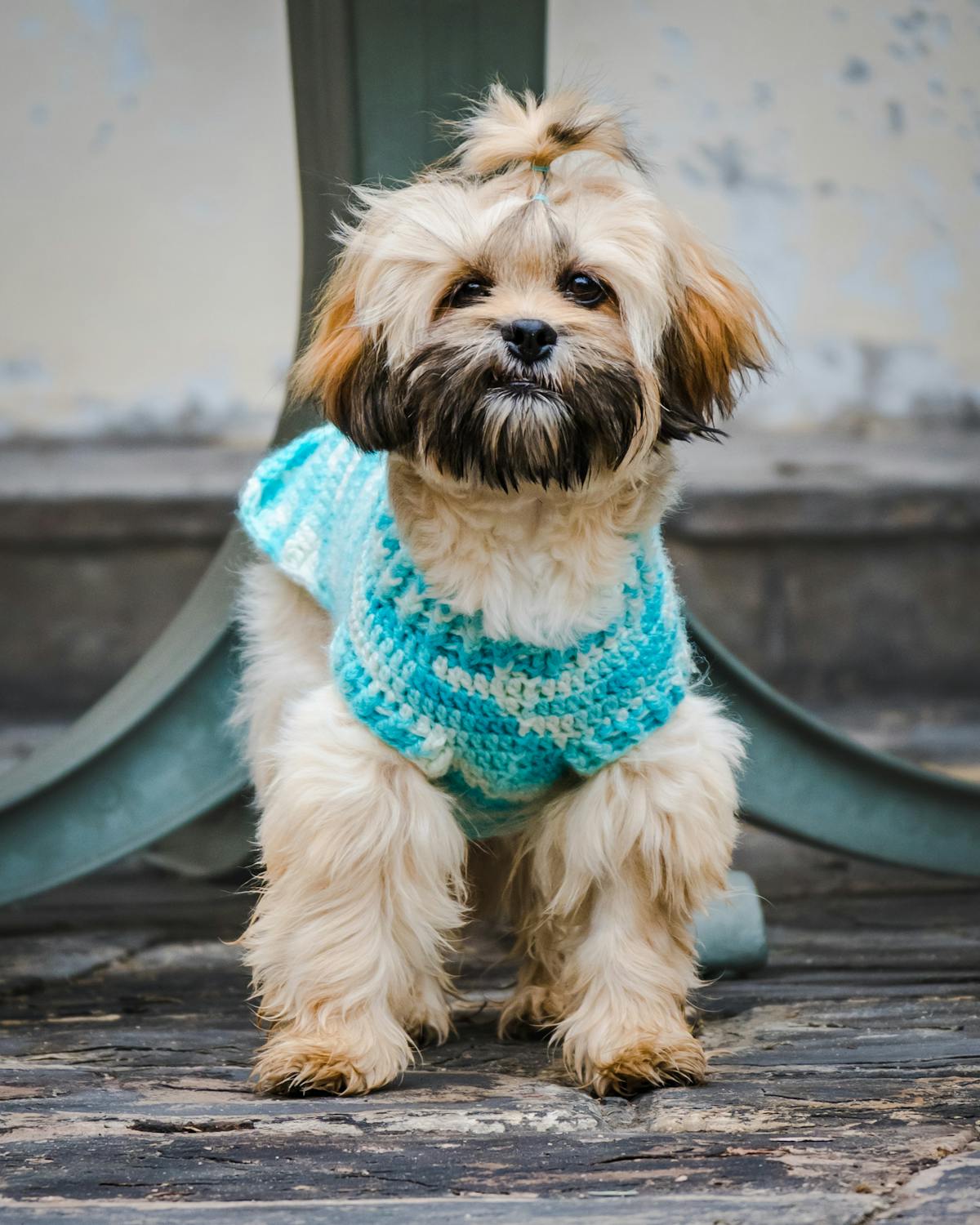 Small dog wearing a warm knit sweater for cool spring mornings outdoors