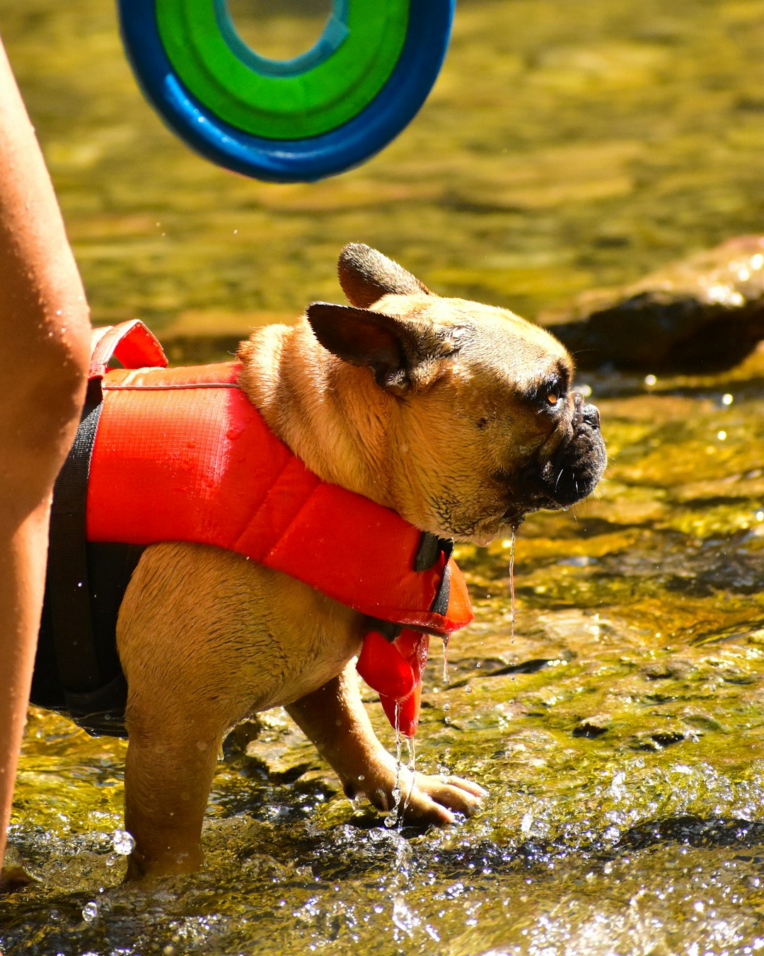 Small dog wearing a life jacket standing in shallow water