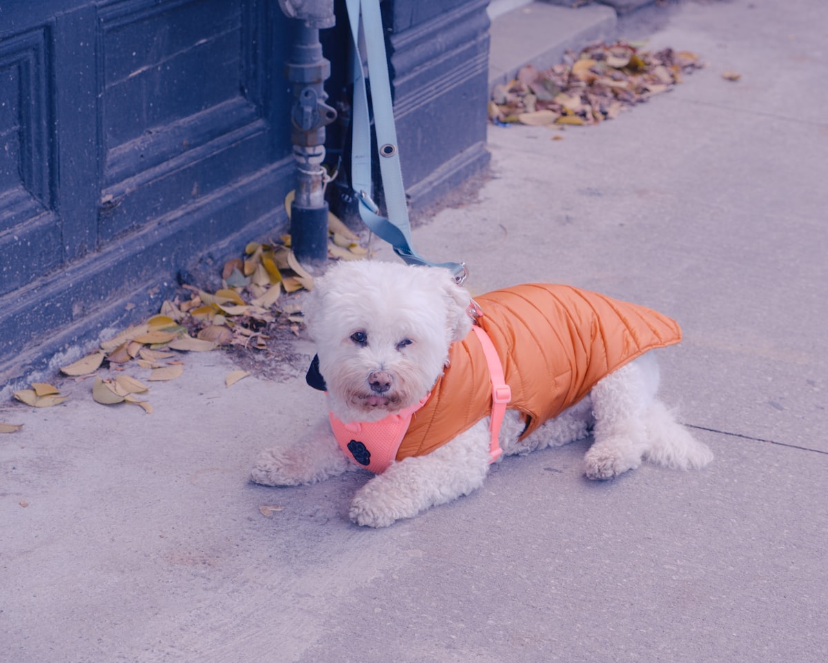 Small dog wearing an orange insulated winter coat to stay warm in cold weather