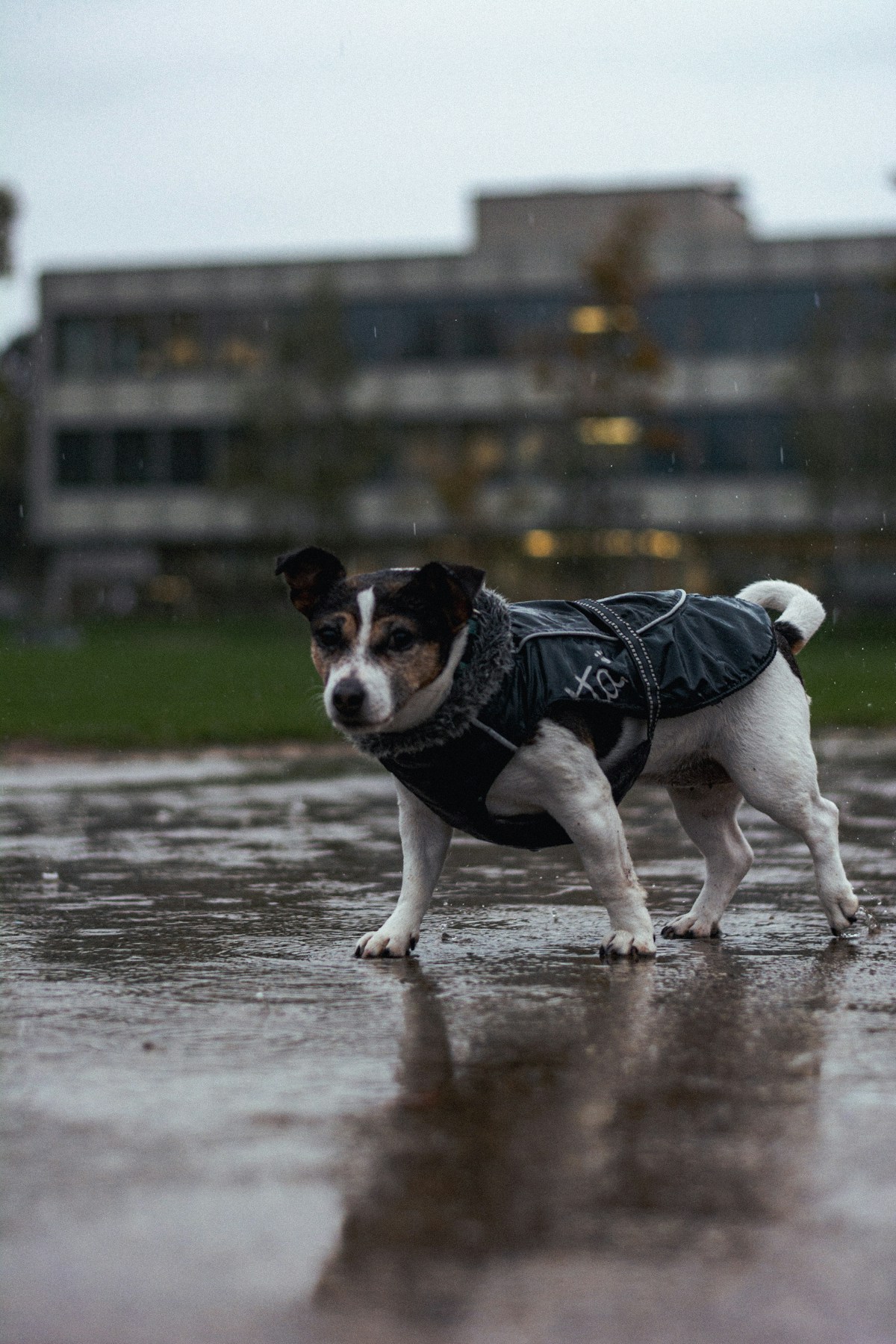 Small dog wearing a protective jacket walking on a rainy day with wet pavement