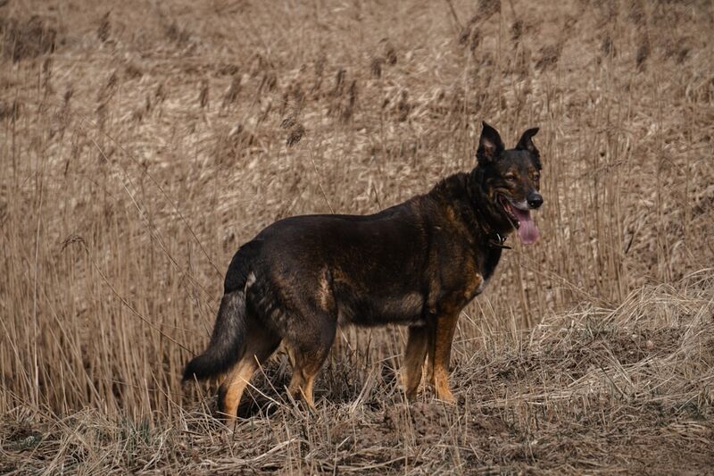 Dog enjoying spring weather in open field wearing comfortable seasonal clothing