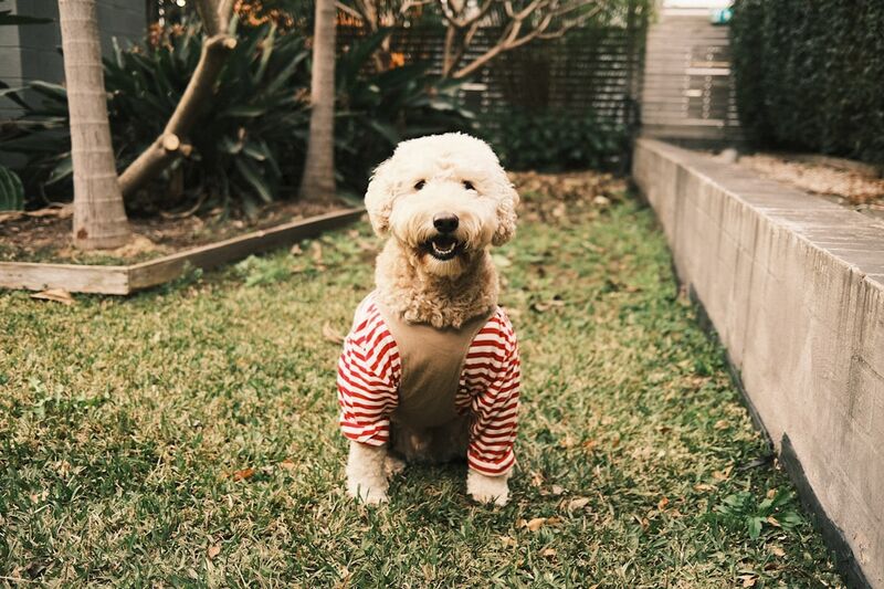 Dog wearing lightweight spring sweater outdoors in natural setting