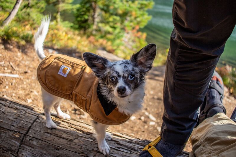 Dog modeling stylish vest for spring weather and active outdoor lifestyle