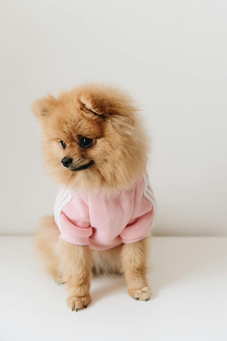 Adorable Pomeranian dog in a pink sweater showcasing spring dog fashion trends 2026