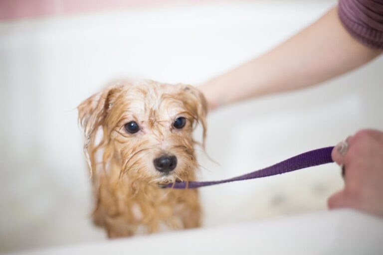 Spring Dog Grooming Checklist: 8 Essential Steps for a Healthy Coat