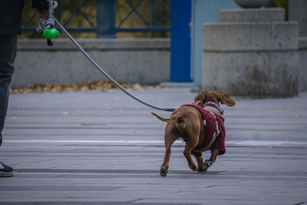 Dog walking in spring weather with proper equipment