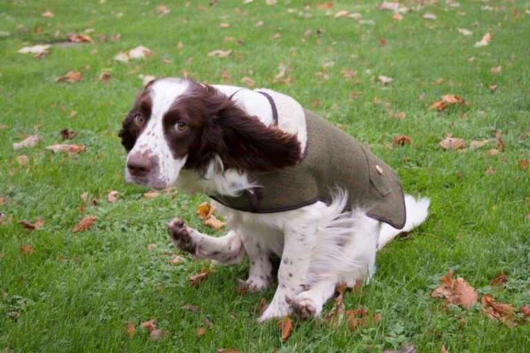 Stylish Dog Clothes for Spring 2026: 12 Essential Fashion Tips