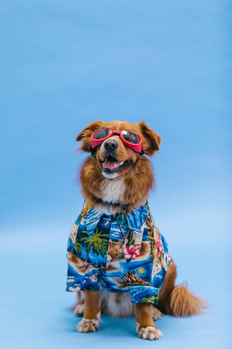 Dog wearing a Hawaiian shirt and sunglasses - summer dog fashion