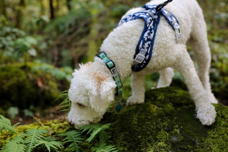 Sustainable dog accessories made from natural materials