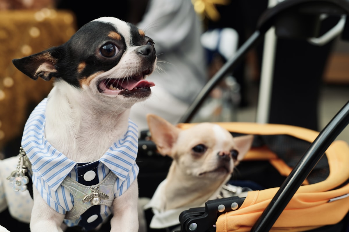 Two chihuahuas wearing winter clothes while sitting in a stroller