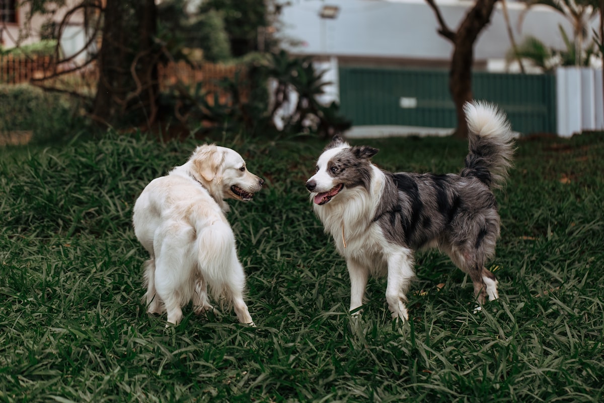 Two dogs greeting each other on grass during a supervised socialization exercise