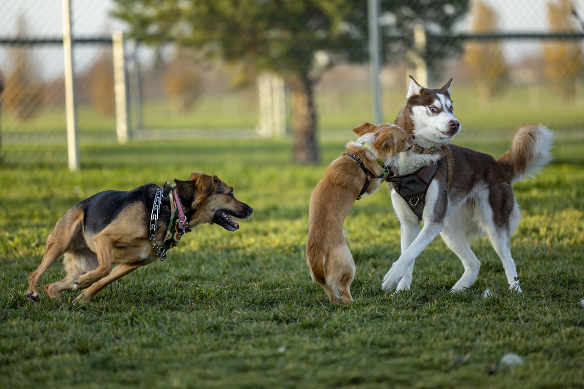 Two dogs playing together outdoors in a safe off-leash environment