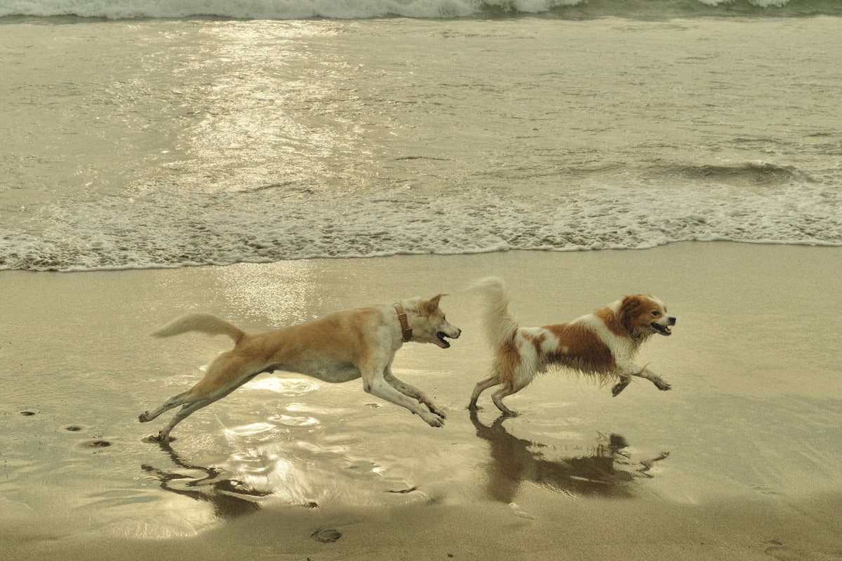 Two dogs running together on the beach as part of healthy socialization and exercise