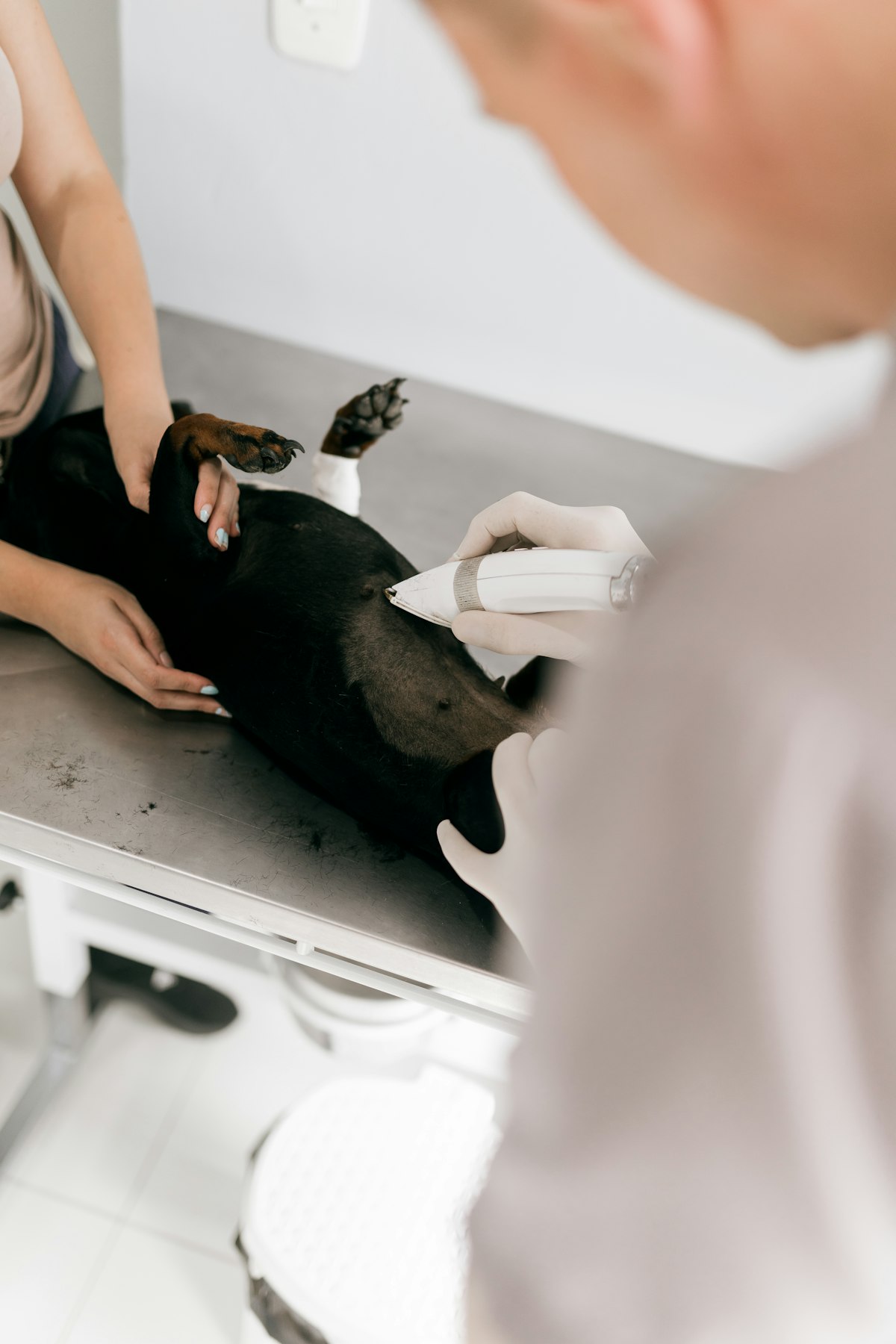 Vet performing dental checkup on dog for oral health assessment