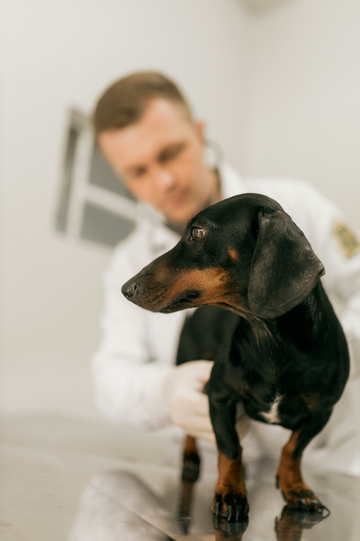 Veterinarian examining dog teeth during professional dental checkup