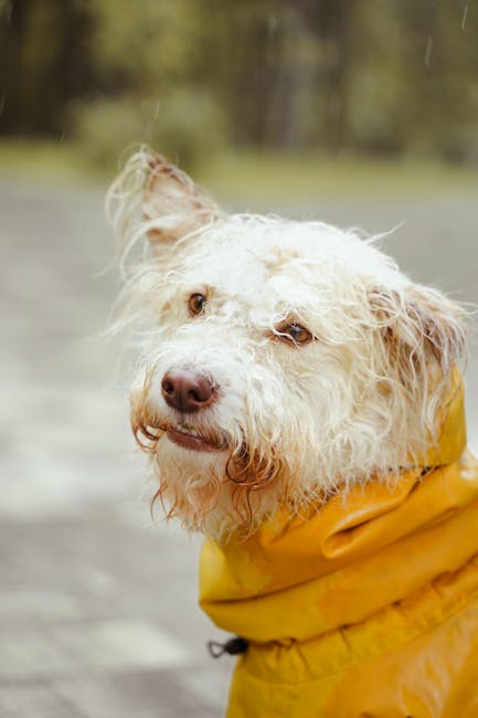 white dog wearing yellow waterproof raincoat outdoors in rain