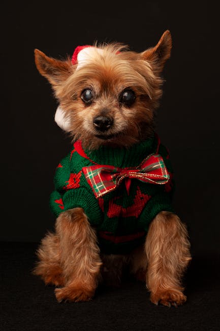 Yorkshire Terrier wearing a festive Christmas sweater