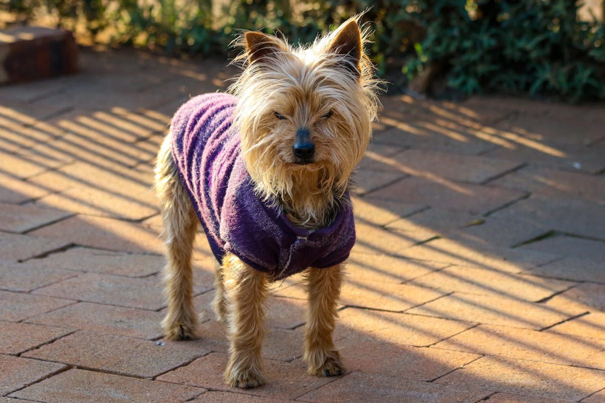 Yorkshire Terrier wearing a purple sweater standing on a sunny patio, demonstrating proper small dog winter clothing