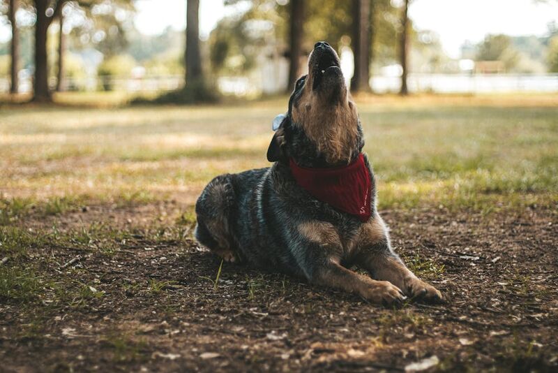 Australian cattle dog wearing red bandana lying on grass