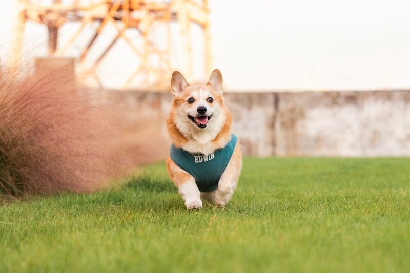 best dog cooling vest 2026 corgi wearing teal vest on grass
