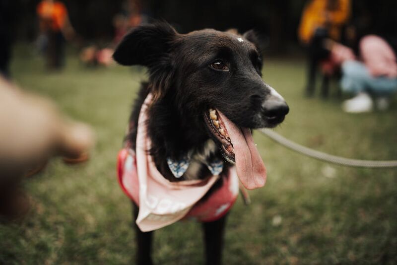 cute black dog wearing bandana with tongue out