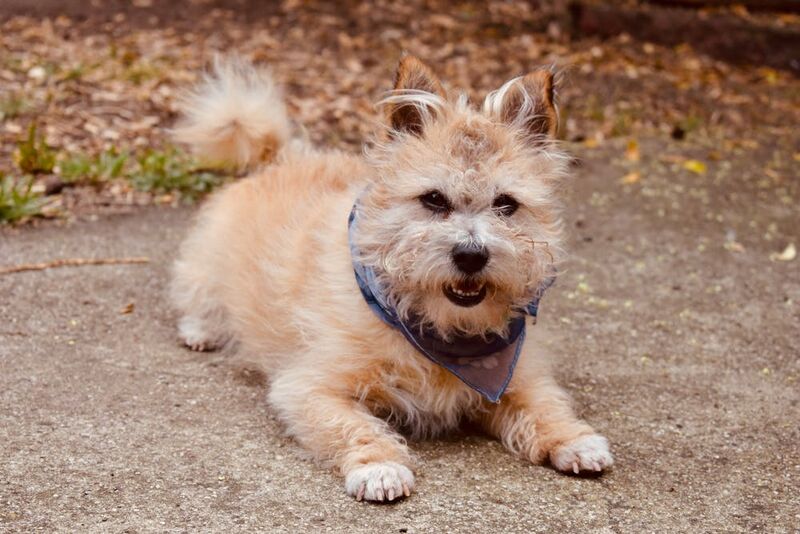 brown dog wearing blue bandana lying on concrete