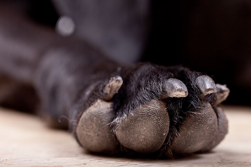 dog being groomed at home nail trim