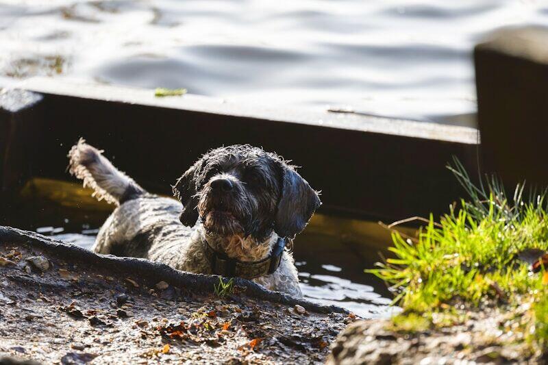 dog cooling down in water during summer heat emergency