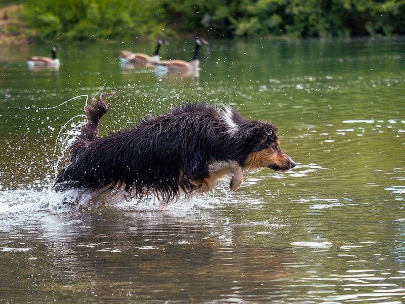 Dog cooling off splashing in water to avoid heat stroke