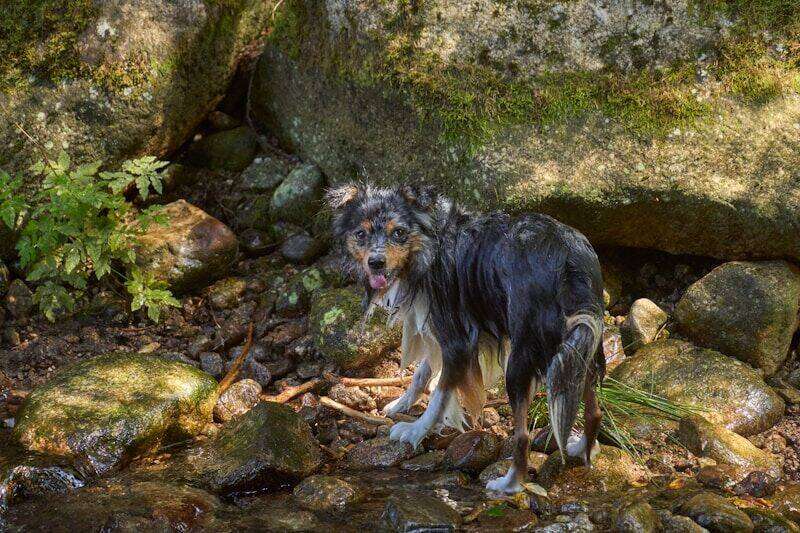 dog cooling off with water in summer near rocks and stream