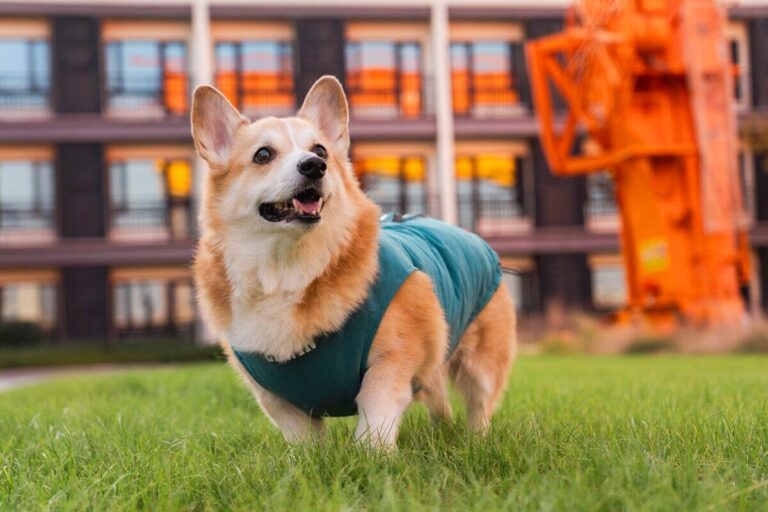dog wearing cooling vest in summer for temperature regulation