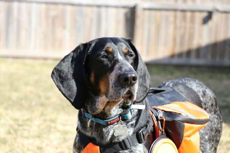 Dog hiking gear essentials on a trail with happy dog