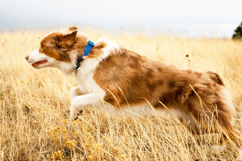 Dog running through grass field on hike