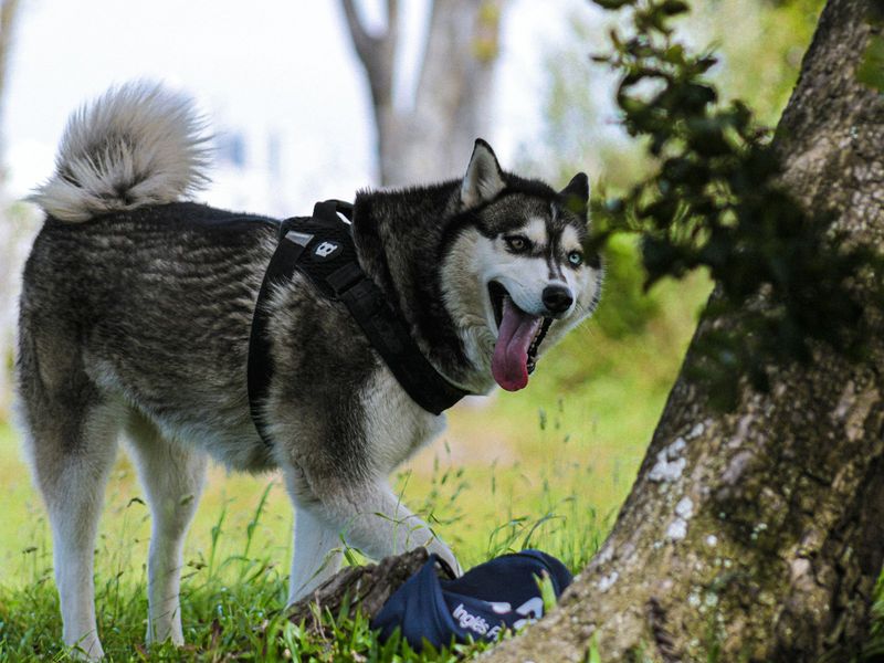 Husky in hiking harness at outdoor park