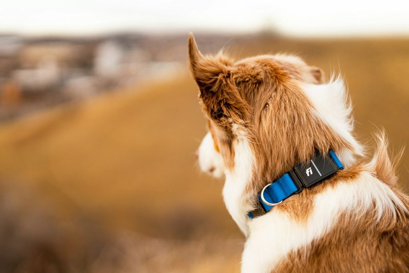 Dog with hiking harness ready for trail adventure