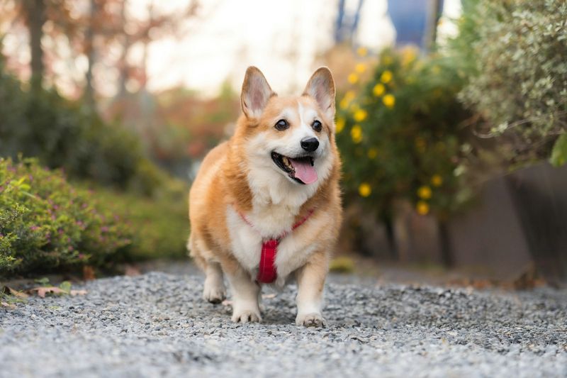 Happy dog walking outdoors on hiking trail in harness