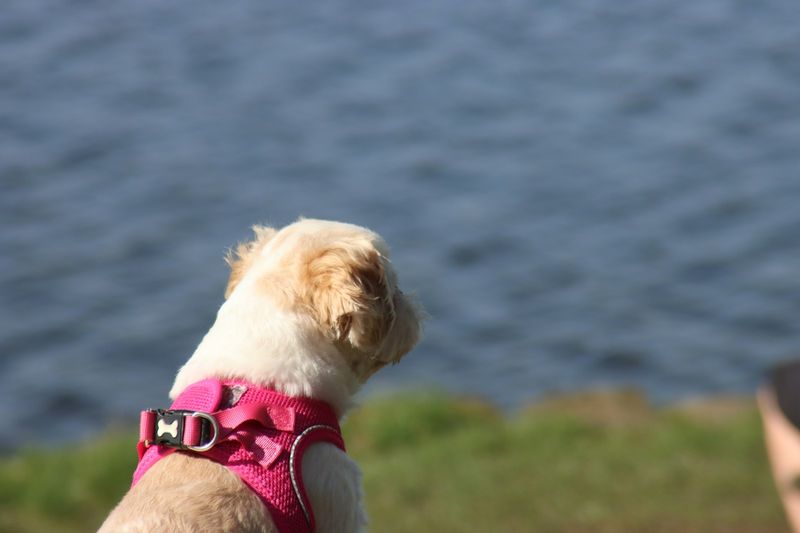 Small dog in pink hiking harness near trail water