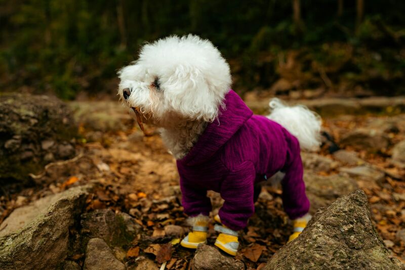 Dog hoodie for cold weather walks