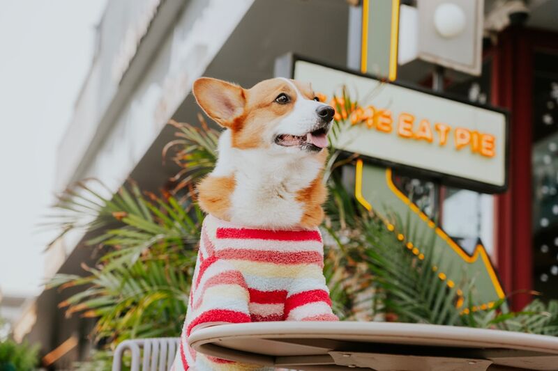 medium dog in a cozy sweater standing comfortably