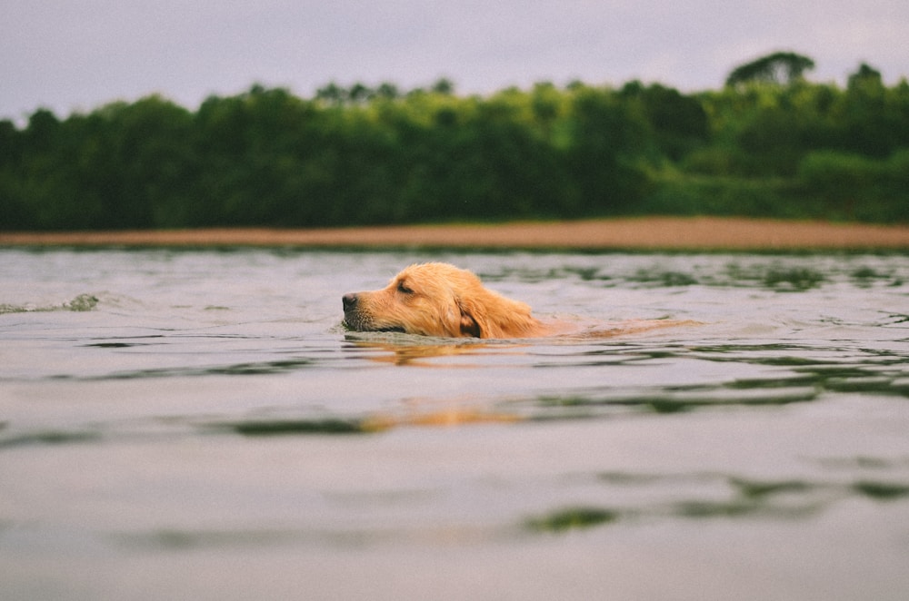 dog life jacket fit check on a swimming dog near shore
