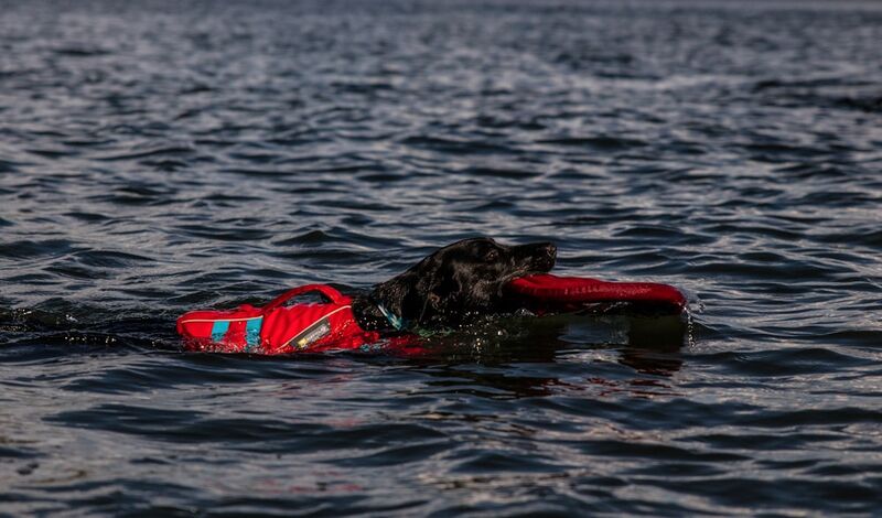 dog in life vest having fun swimming in water