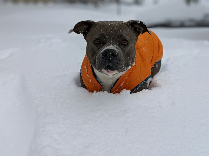 Dog wearing an orange coat on a snowy walk