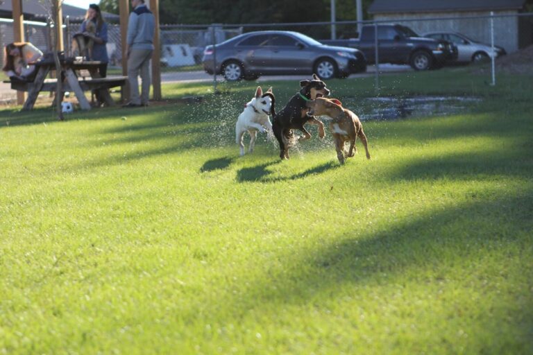 Dog Park Etiquette: 12 Essential Rules Every Dog Owner Must Know