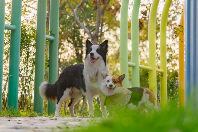 Border Collie and Corgi demonstrating proper dog socialization at the park