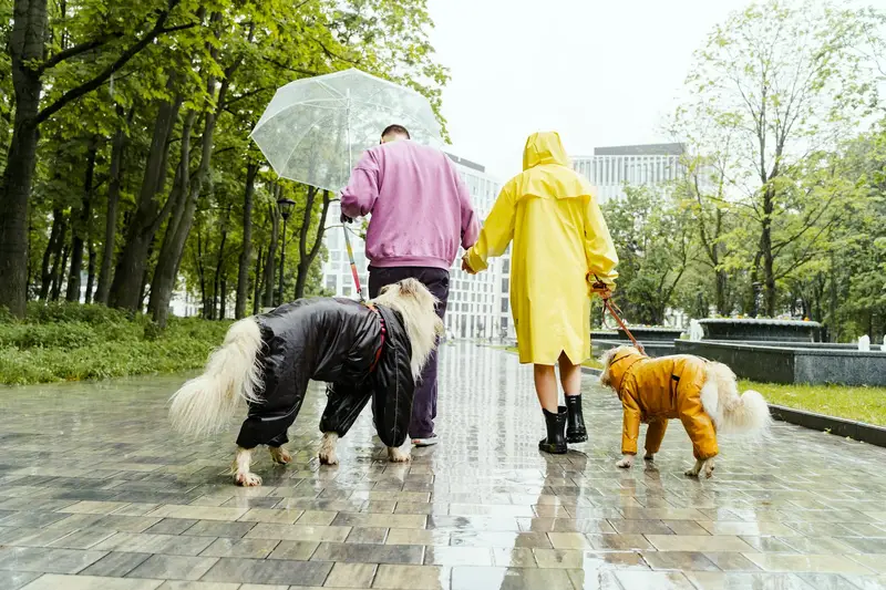 dog raincoat fit example for rainy weather walks