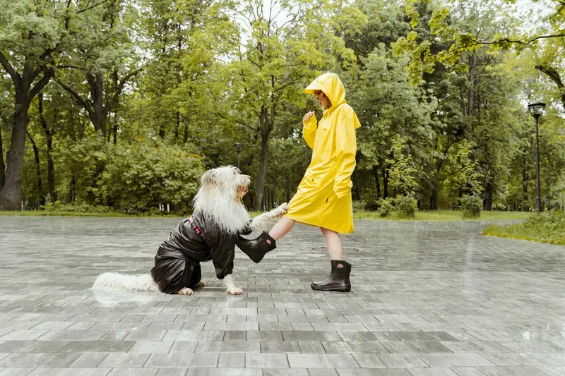 best dog raincoat features for visibility and waterproof comfort