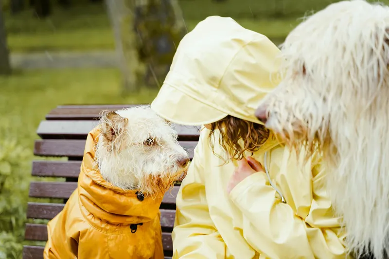 dog wearing a lightweight raincoat on a rainy day walk