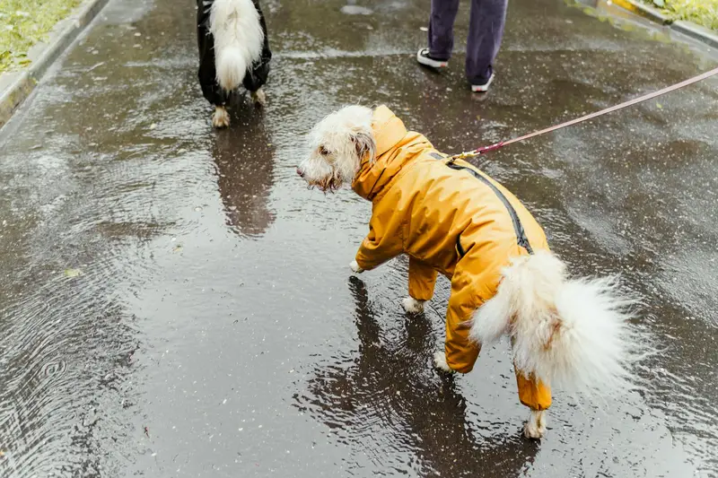 dog rain gear for wet spring weather and muddy sidewalks